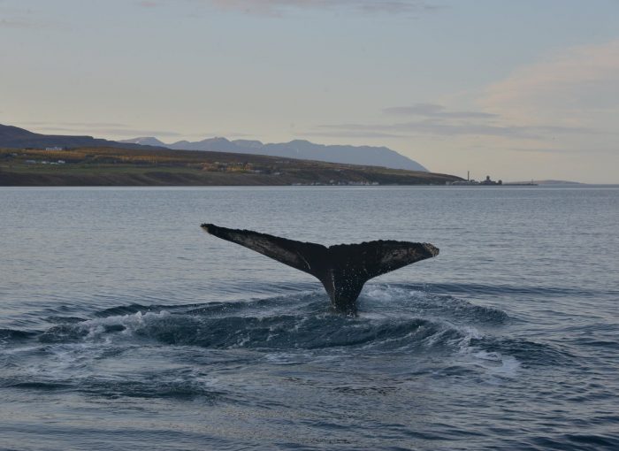 ttv.is Whale Watching