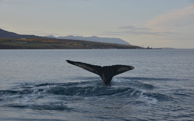 ttv.is Whale Watching