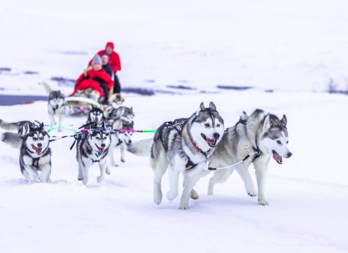 dog sledding near Akureyri north Iceland
