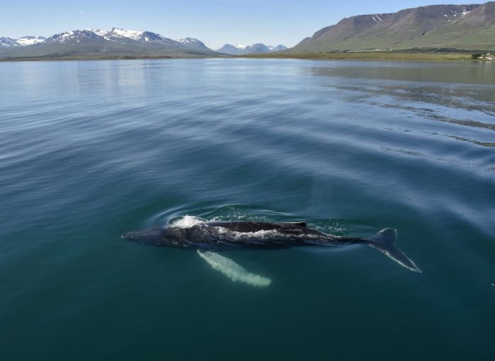 Whale Watching Akureyri The Traveling Viking