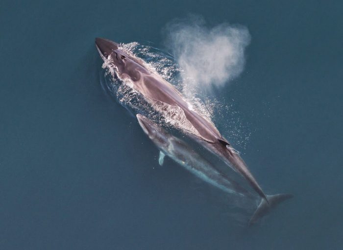 Sei_whale_mother_and_calf_Christin_Khan_NOAA