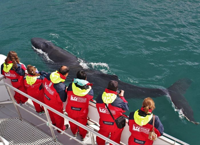 Whale Watching Akureyri The Traveling Viking