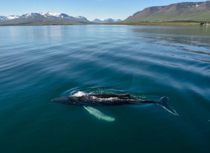 Whale Watching Akureyri The Traveling Viking