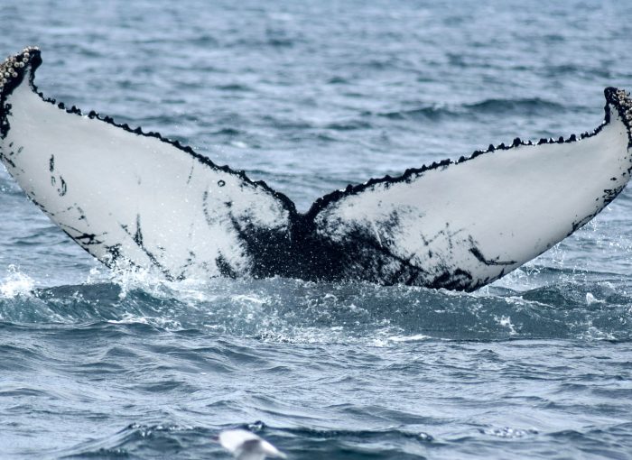 Whale Watching Akureyri The Traveling Viking