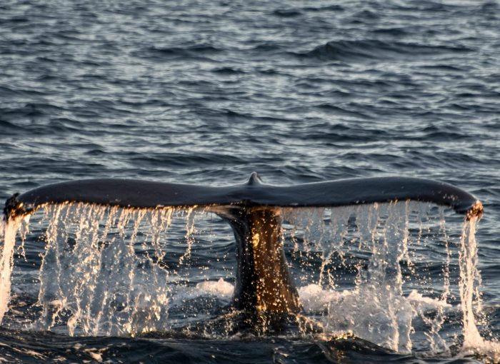 Whale Watching Akureyri The Traveling Viking