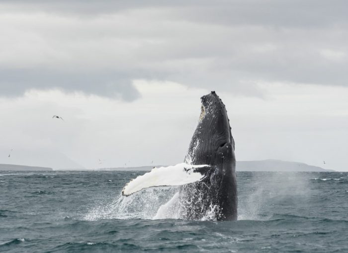 Whale Watching Akureyri The Traveling Viking