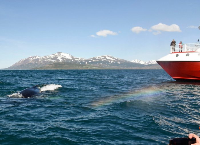 Whale Watching Akureyri The Traveling Viking