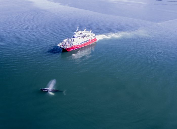 Whale Watching Akureyri The Traveling Viking