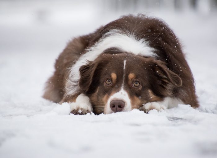 a dog in a snow in Akureyri north Iceland