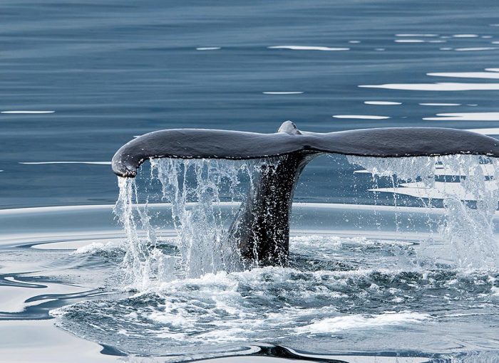 whales-whaletail
